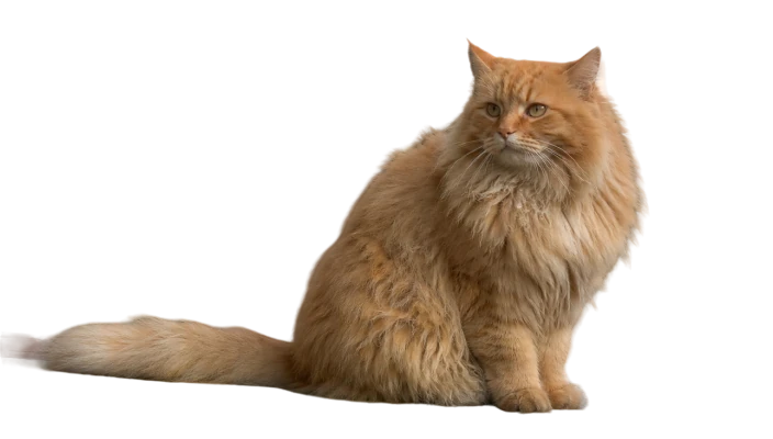 General Model after background removal